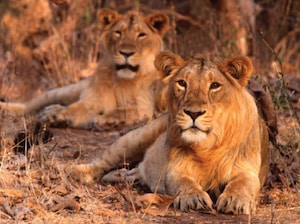 Highlights of Gujarat Tour