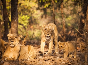 Senior's Special Gujarat Tour