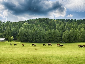 All of Himachal Pradesh Tour