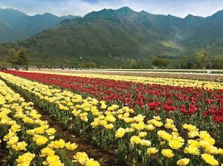 Wonders of Kashmir Tour