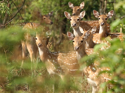 Women's Special Ooty Coorg Mysore Bengaluru Tour