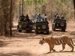 Tiger Marathon MP Tour