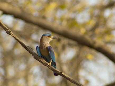 Best of Maharashtra Tour