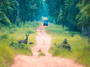 Women's Special Maharashtra Temples and Tigers Tour