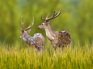 Nainital Mukteshwar Nandhaur Wildlife Sanctuary Tour