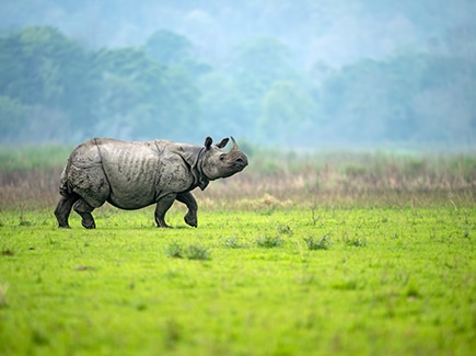 Assam Arunachal Tour