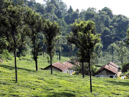 Best of Arunachal Tour