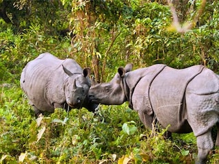 Assam Meghalaya Tour