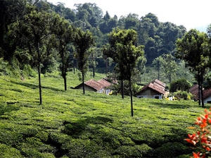 Seniors’ Special Assam Arunachal Meghalaya Tour