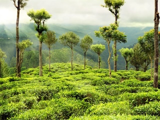 Senior' Special Assam Meghalaya Tour