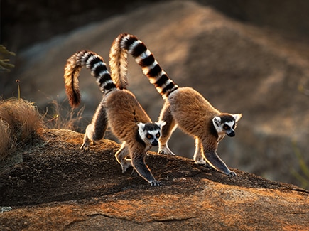 Kenya Madagascar Tour