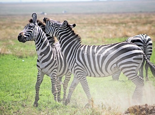 Glimpses of Kenya Tour