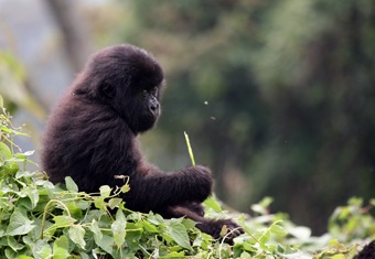 Africa Family Tour Highlights