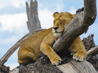 Tanzania Zanzibar Tour