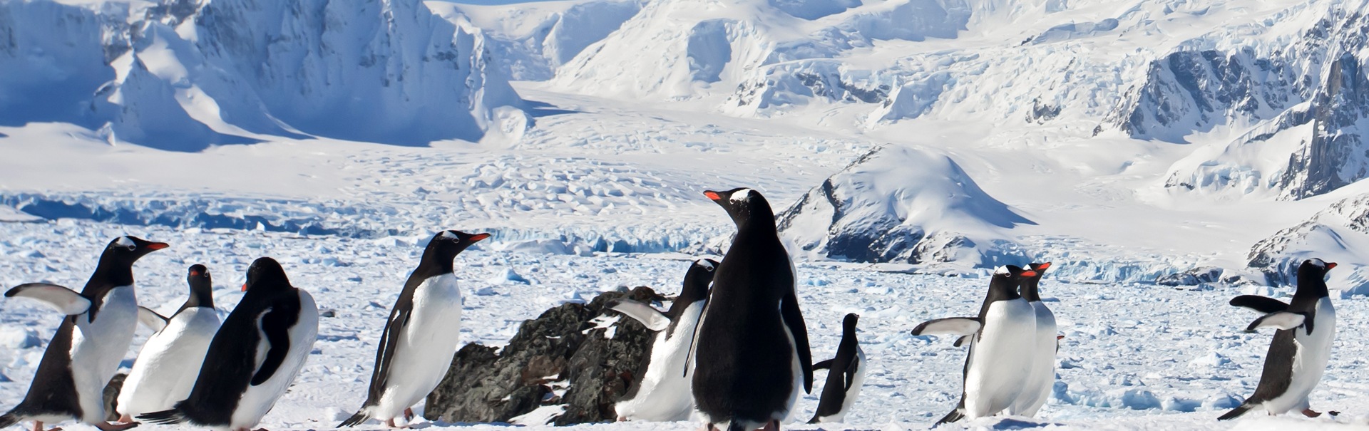 Seniors Special Antarctica (AMZT) Banner