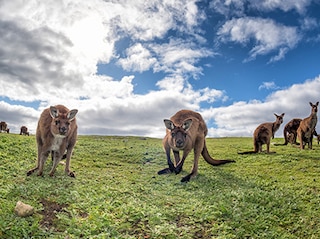 Wonders of Australia Tour