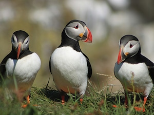 Iceland with Westfjord Cruise Tour