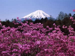 Japan Korea Tour