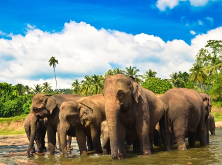 Sri Lanka Seniors Special Travel Highlights
