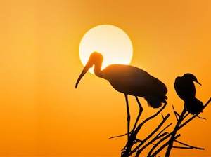 Golden Triangle with Ranthambore Tiger Safari & Bharatpur Bird Sanctuary Tour