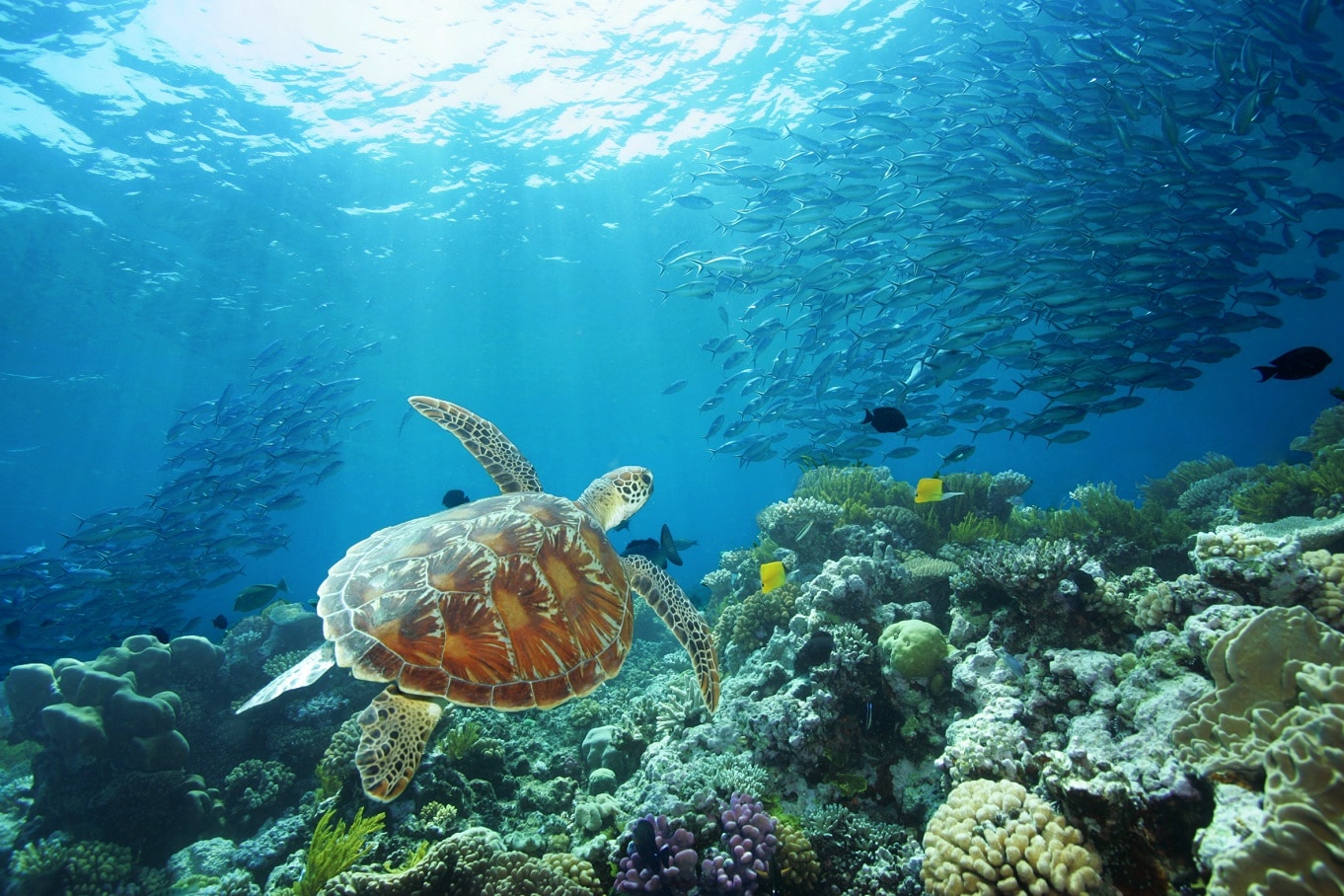 Great Barrier Reef – Australia