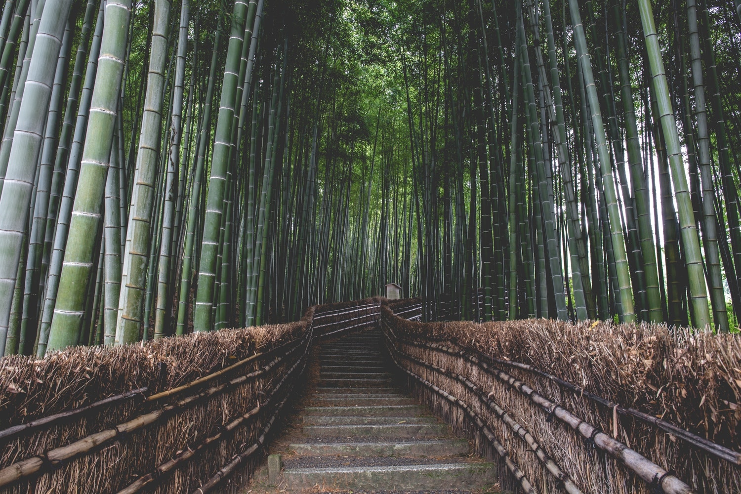 Arashiyama Bamboo Grove