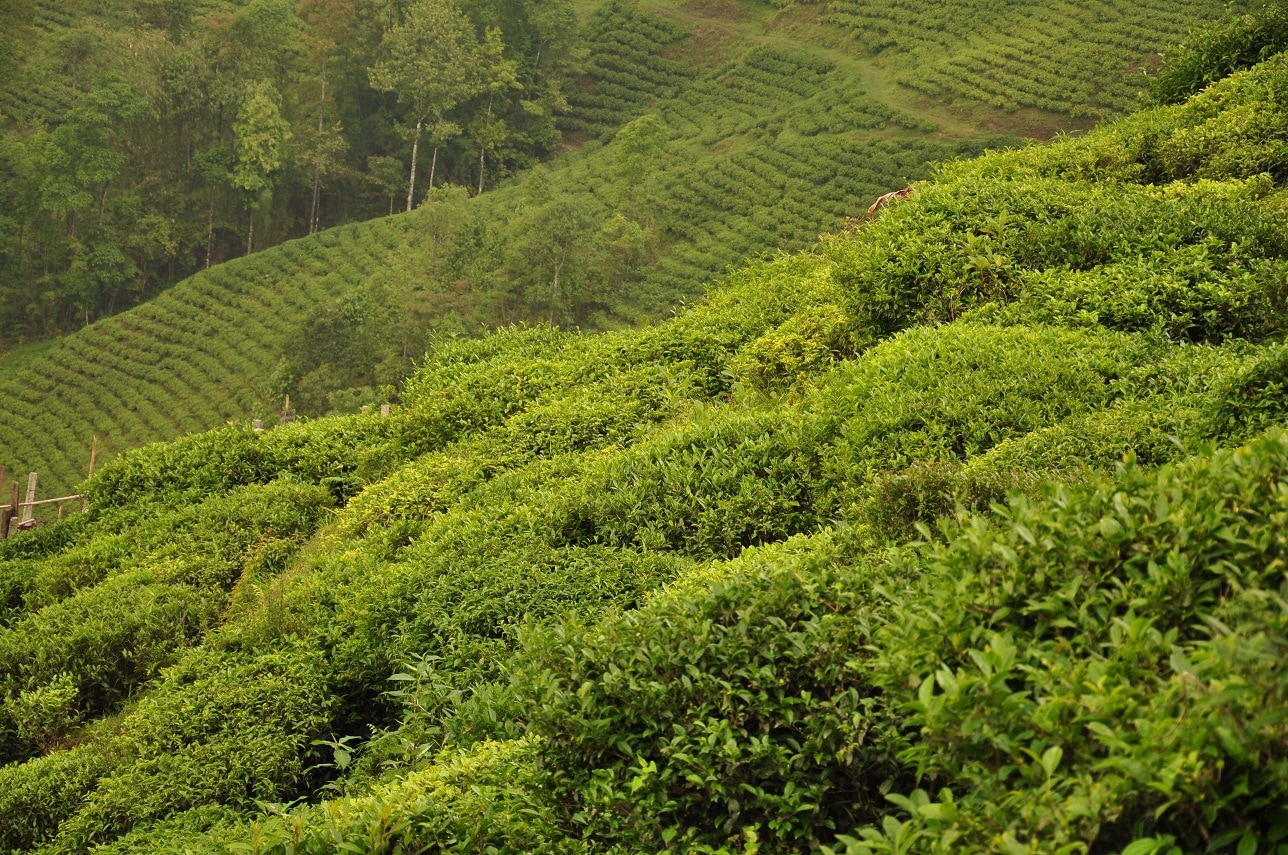 Tea Gardens