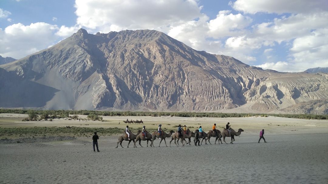 Double-humped Camel Ride at Nubra Valley