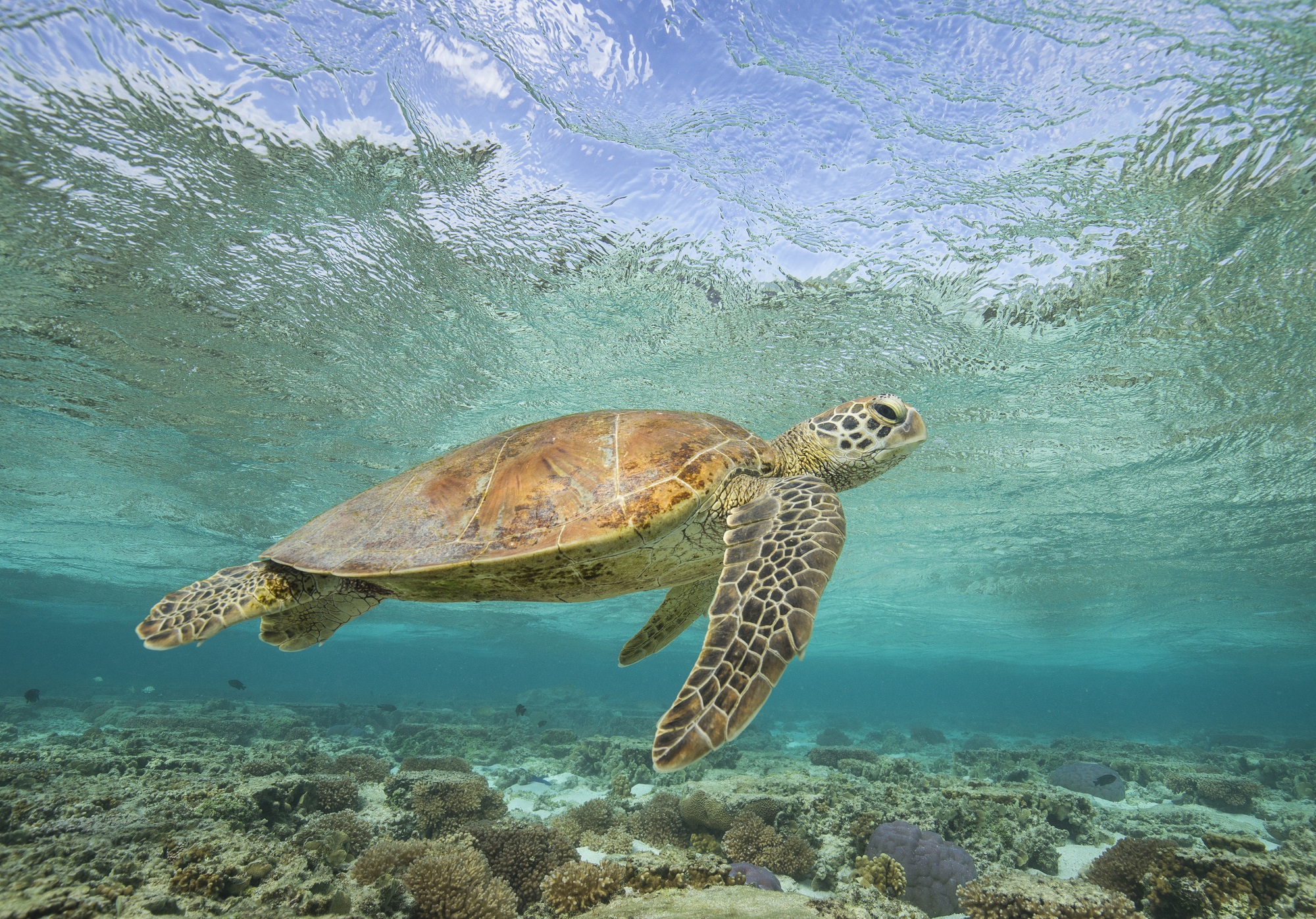 Great Barrier Reef