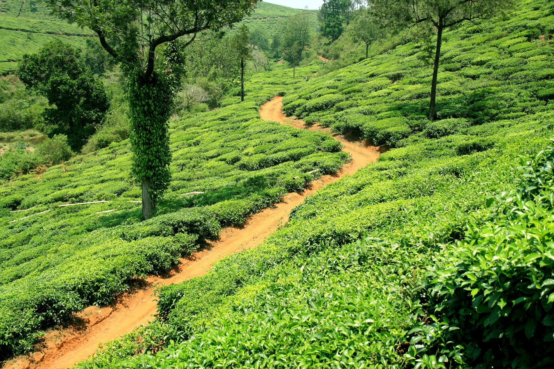10 Top Rated Tourist Places to Visit in Kerala: Go Beyond The Backwaters!