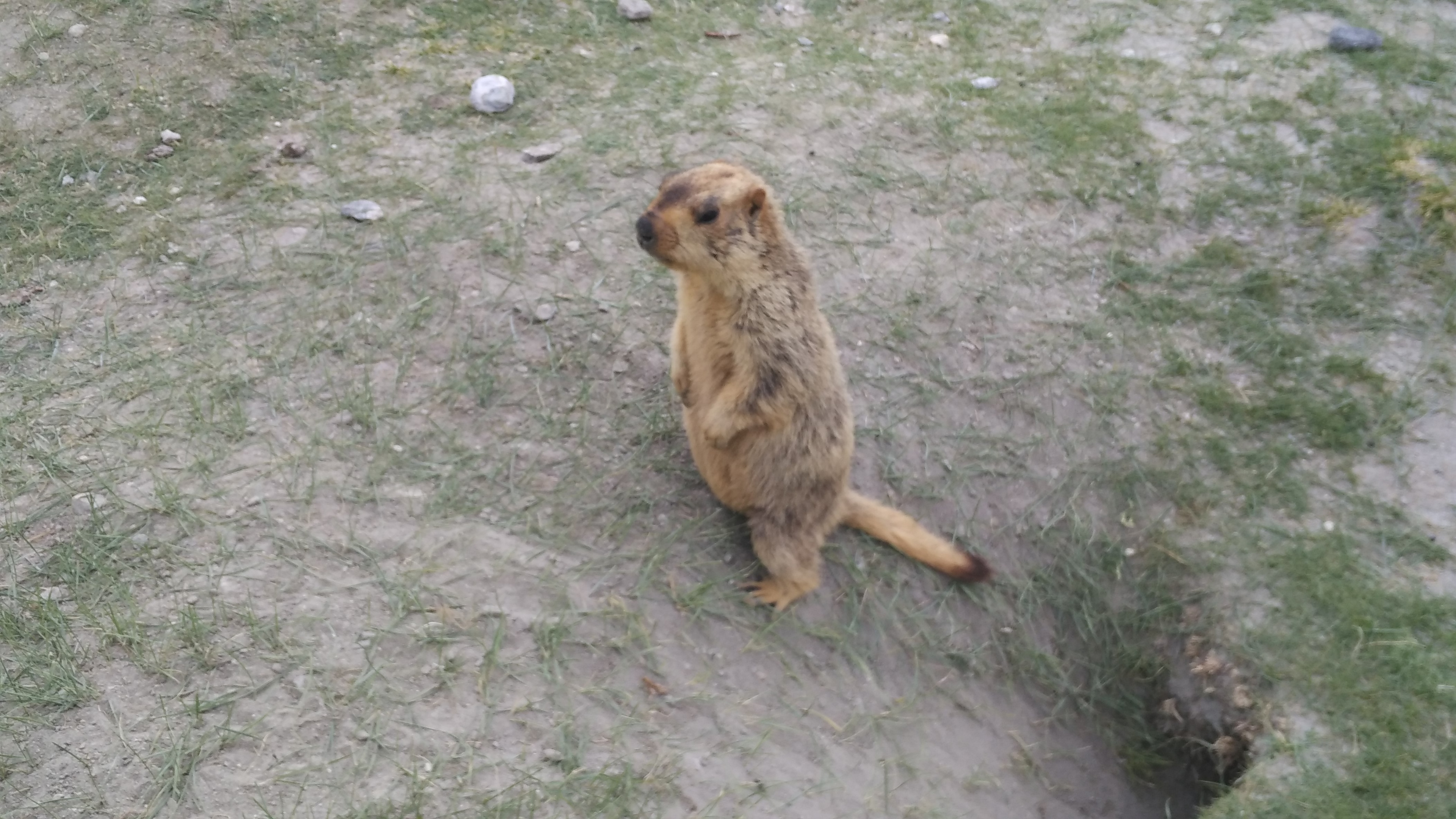 Marmots Marmots