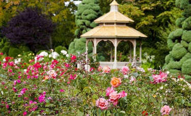 Zakir Hussain Rose Garden 