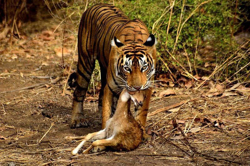 Ranthambore