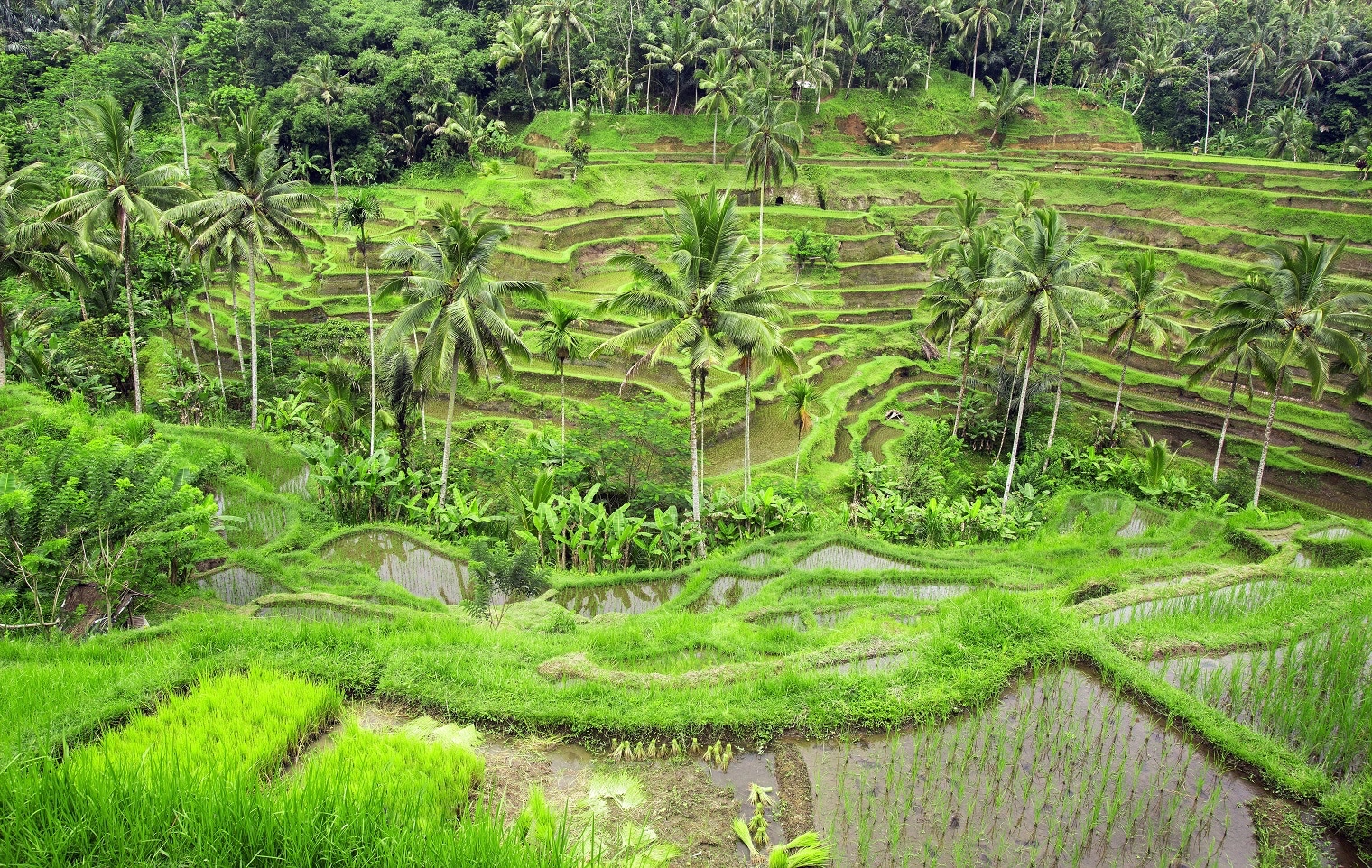 Tegallalang Rice Fields Ubud