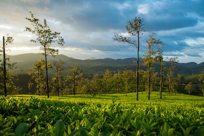 Queen of Blue Hills - 7 Must-Visit Tourist Places for Sightseeing in Ooty!