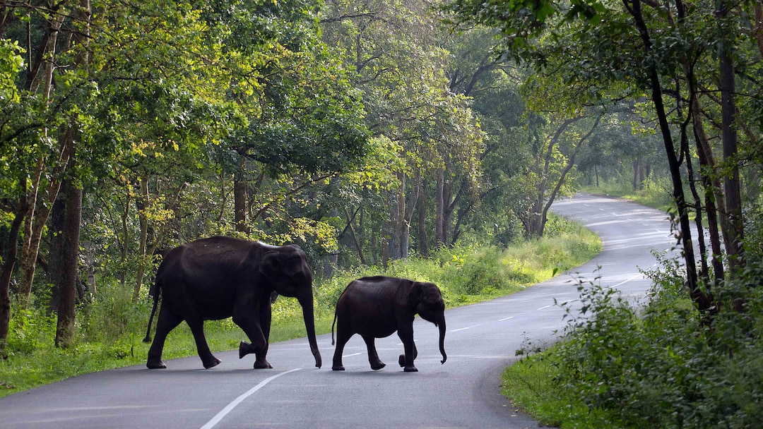 6 Best Wildlife Sanctuaries in Kerala for a Thrilling Time | Veena World