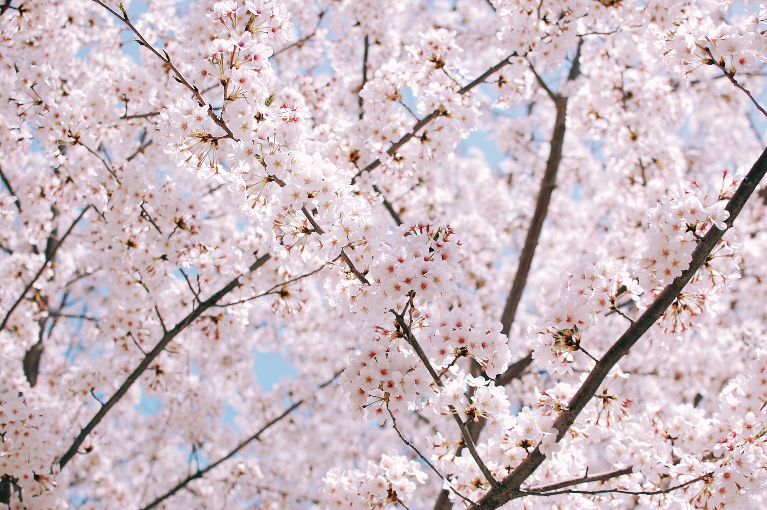 Cherry Blossoms