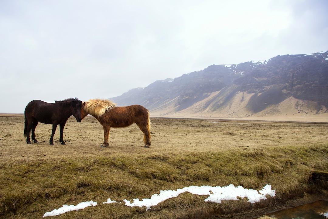 Icelandic Honeymoon