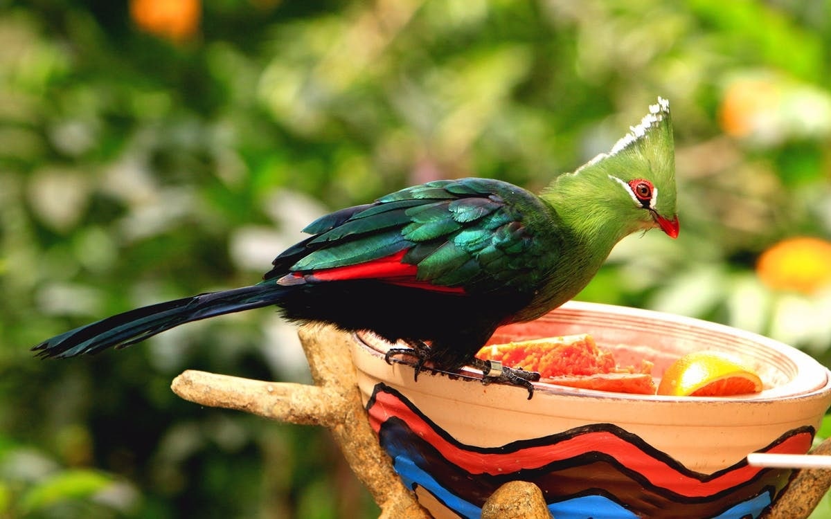 Jurong Bird Park