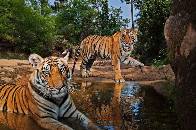 Rare tigers in Thailand spotted for first time in four years - The  Washington Post