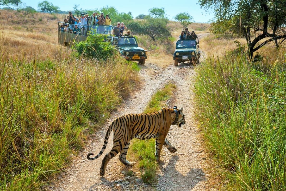 Pench National Park