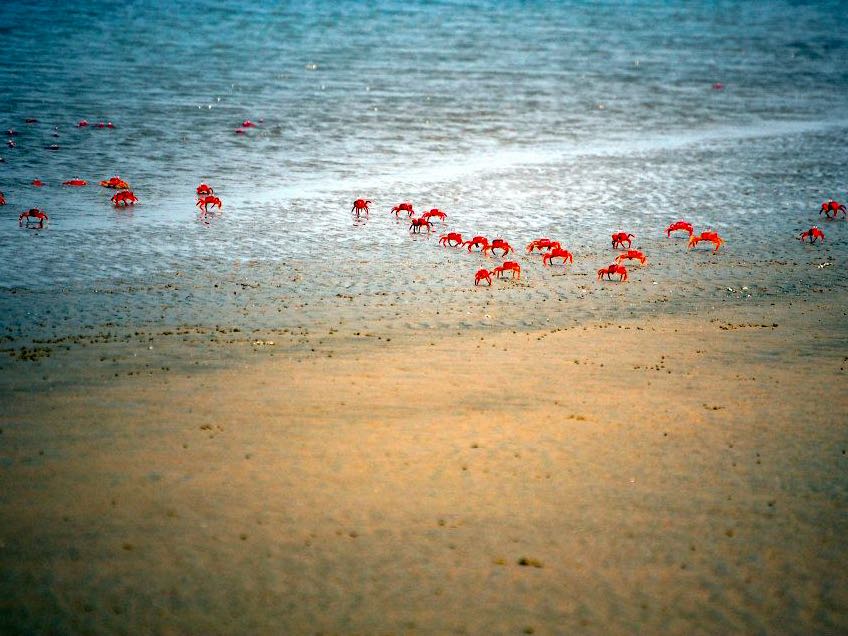 Mandarmani Beach Mandarmani Beach