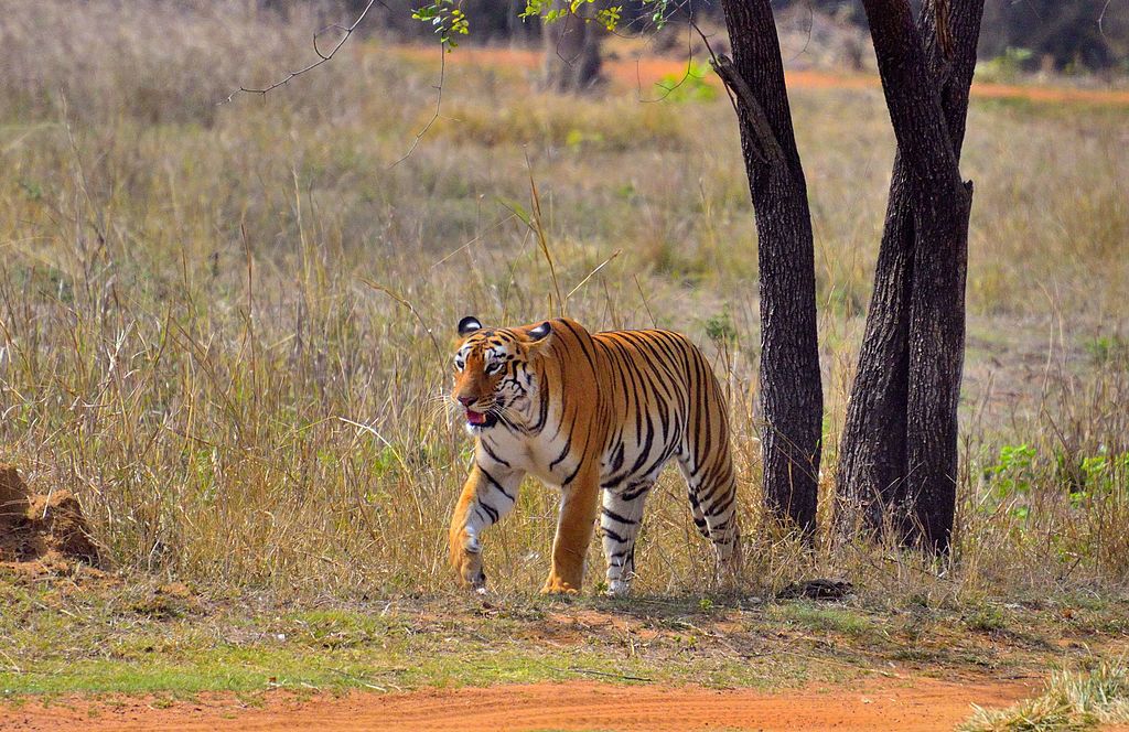 Maya, Tadoba National Park