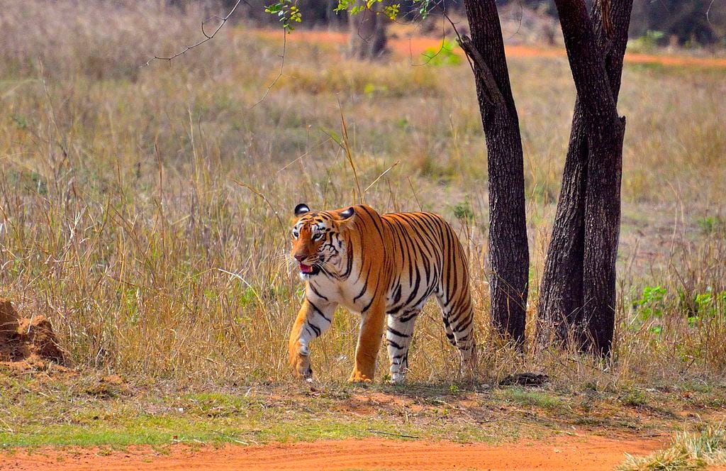 Celebrity Tigers of Indian National Parks – Spot the Stars of the Jungle!