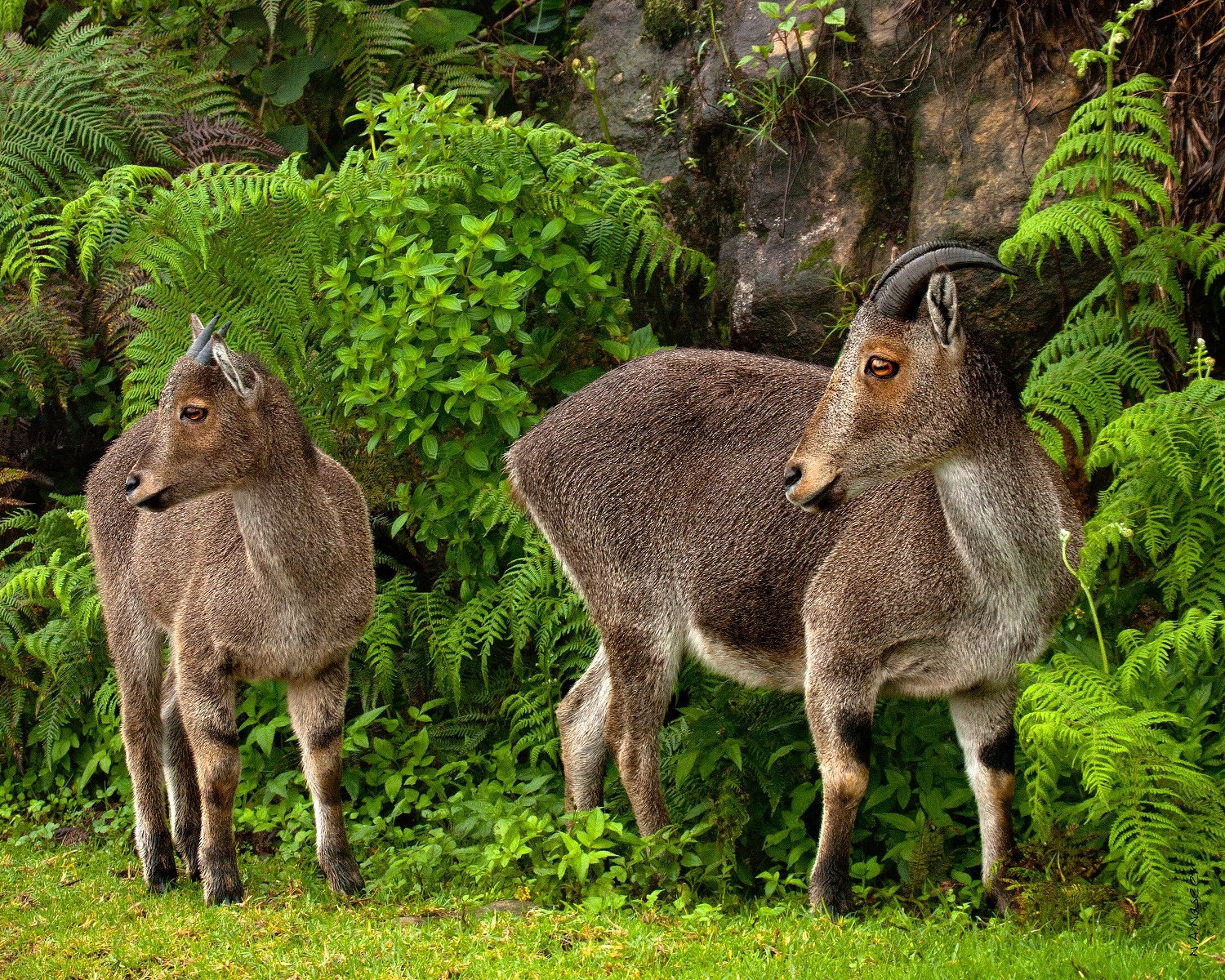 Eravikulam National Park