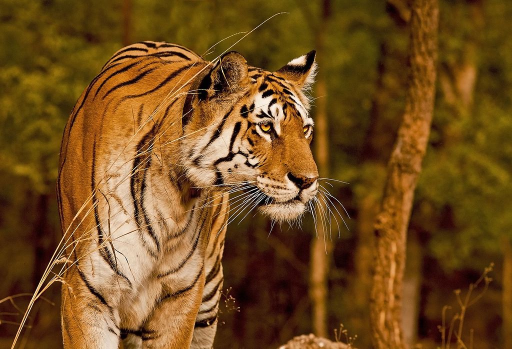 Collarwali Baghin, Pench National Park