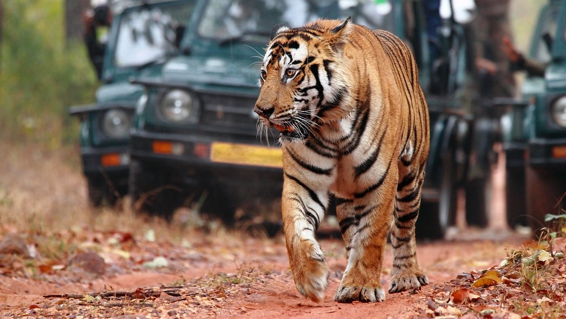 Ranthambore