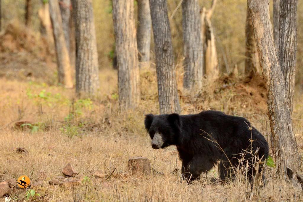 Tadoba National Park