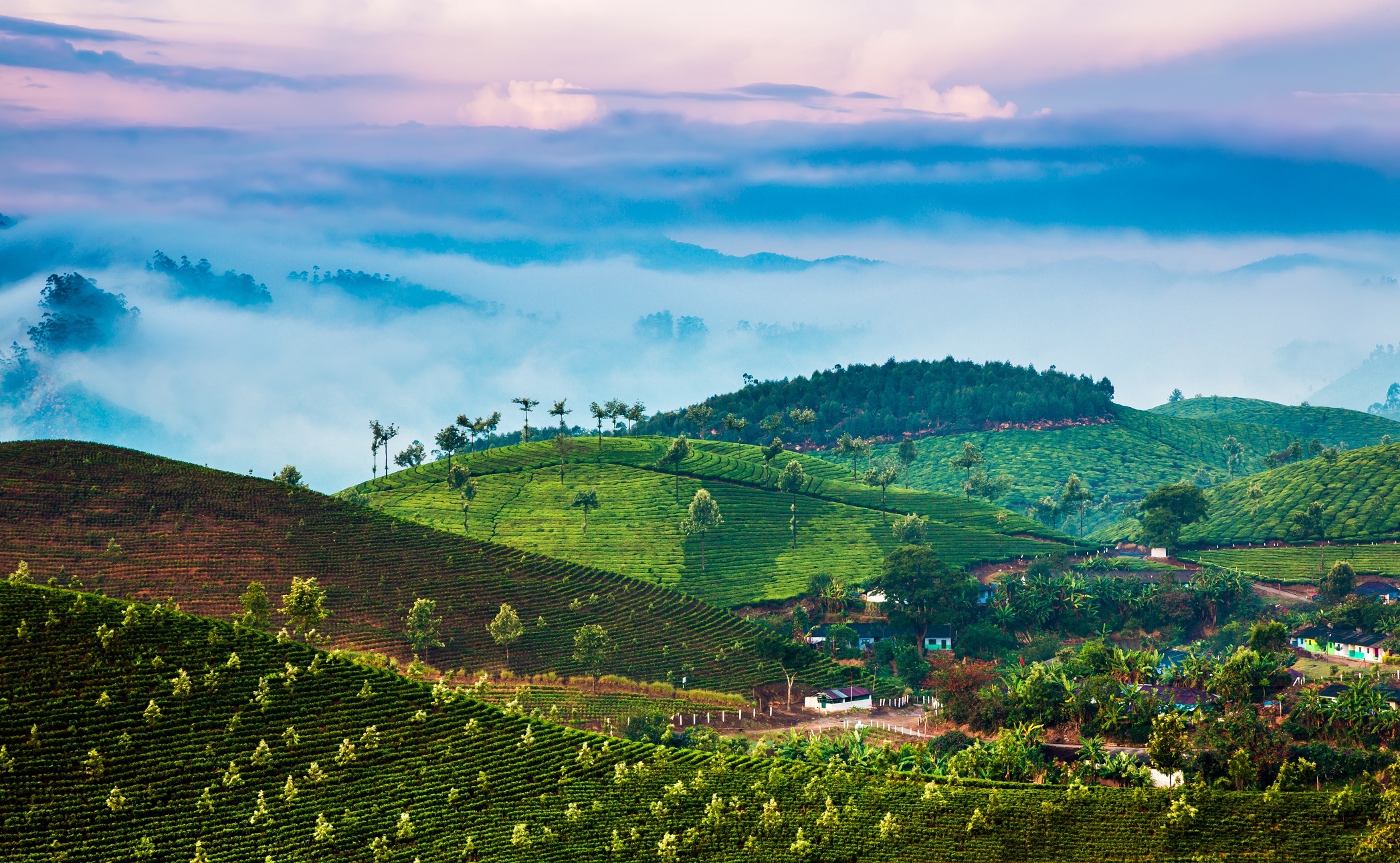 Tea Gardens Landscape at Munnar