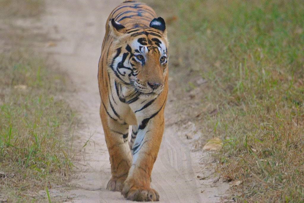 Munna, Kanha National Park